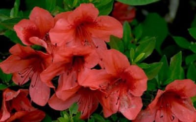 How to Extend Your Blooming Season – Azaleas