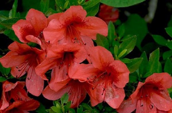 How to Extend Your Blooming Season – Azaleas