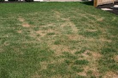 Why is my Grass Brown in the Winter?