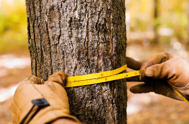 How To Properly Measure Your Tree For Merit Injections